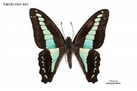 藏品(青鳳蝶)的圖片